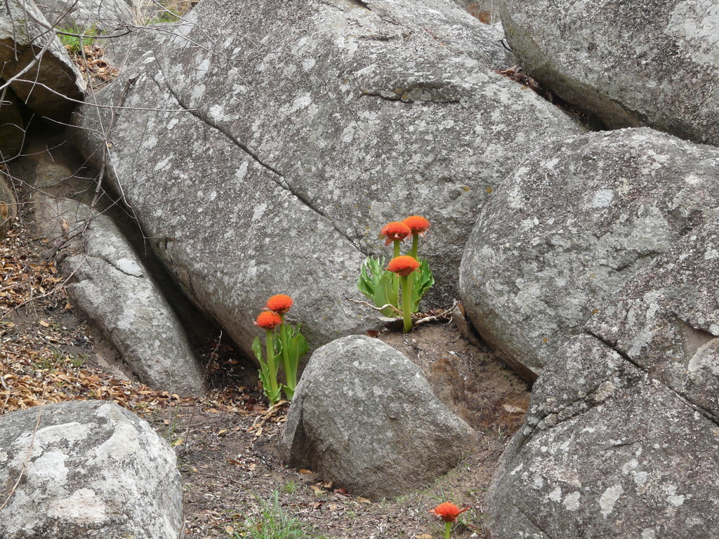 Image de Scadoxus puniceus (L.) Friis & Nordal