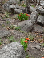 Image of Paintbrush lily