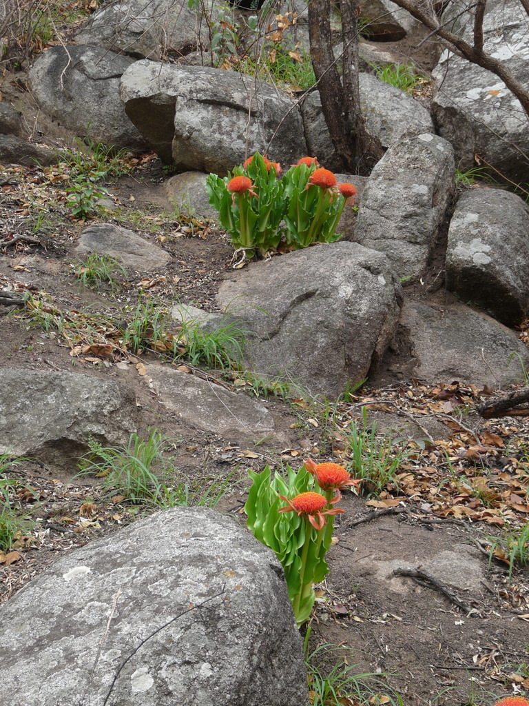 Imagem de Scadoxus puniceus (L.) Friis & Nordal