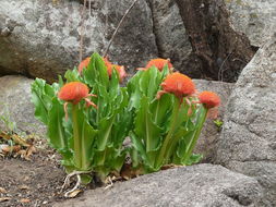 Image de Scadoxus puniceus (L.) Friis & Nordal