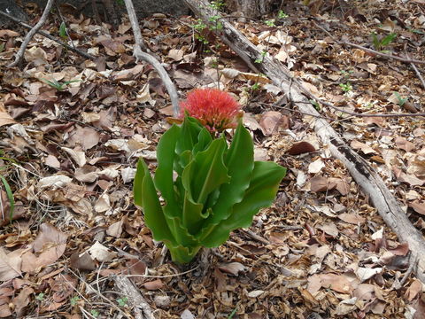 Image of Scadoxus puniceus (L.) Friis & Nordal