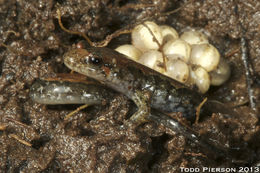 Image of Ocoee Dusky Salamander