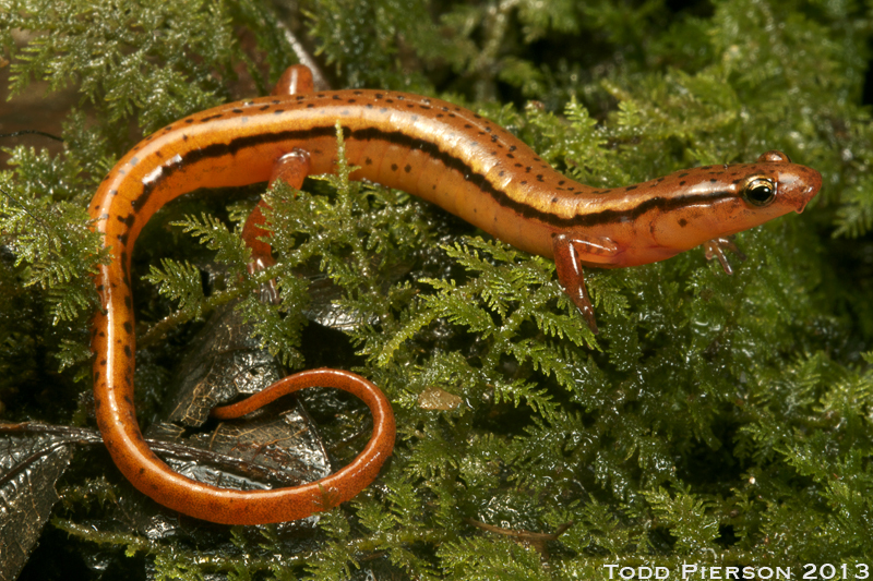 Image of Blue Ridge Two-Lined Salamander