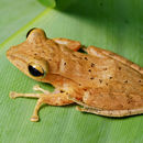 صورة Polypedates discantus Rujirawan, Stuart & Aowphol 2013