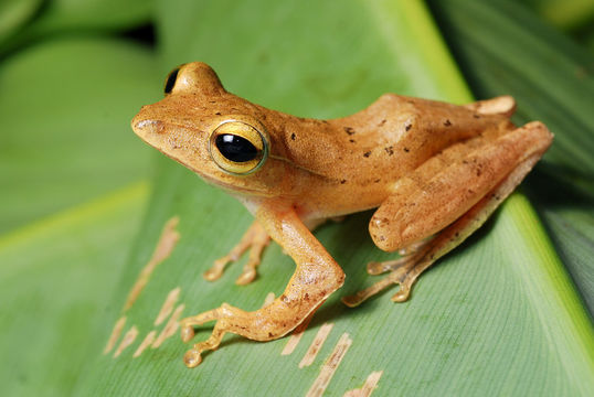 Слика од Polypedates discantus Rujirawan, Stuart & Aowphol 2013