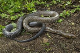 Image of Central American Indigo Snake