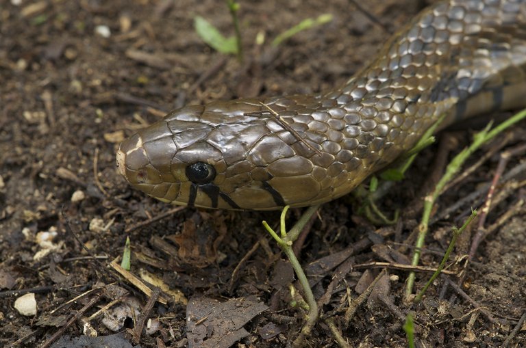 Image of Central American Indigo Snake