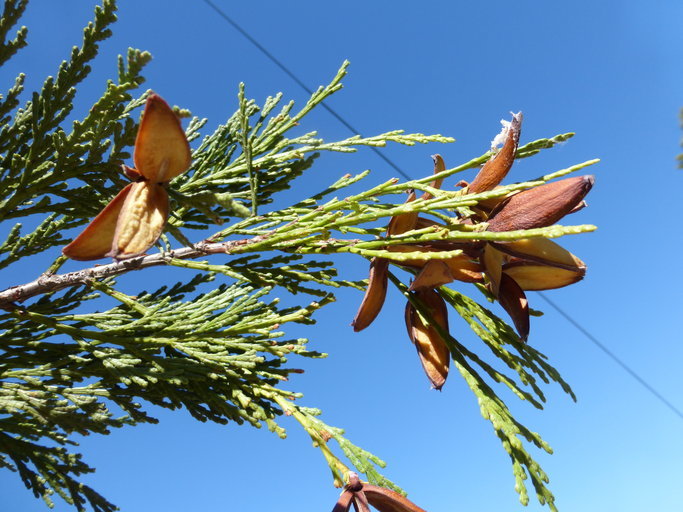 Image of Bastard Cedar