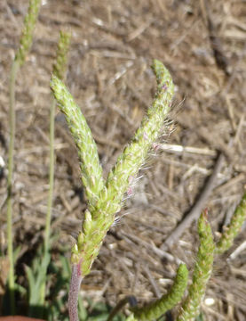 Image of buckhorn plantain