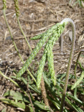 Image of buckhorn plantain