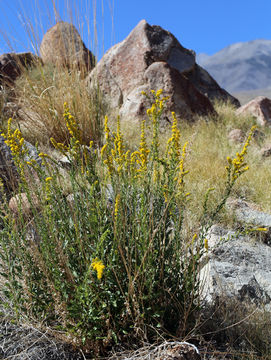 Image of California goldenrod