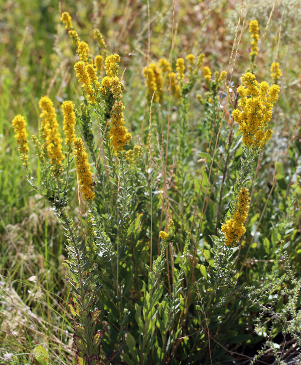 Image of California goldenrod