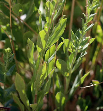 Image of California goldenrod