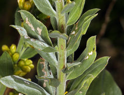 Image of California goldenrod