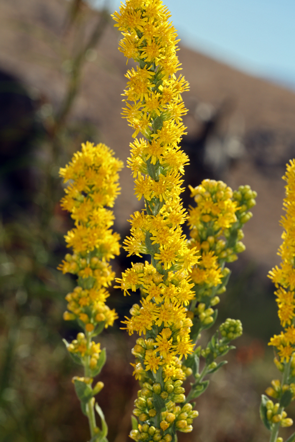 Image of California goldenrod