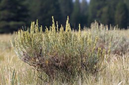 Imagem de Artemisia cana subsp. bolanderi (A. Gray) G. H. Ward