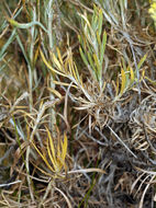 Image of silver sagebrush