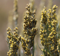 Imagem de Artemisia cana subsp. bolanderi (A. Gray) G. H. Ward