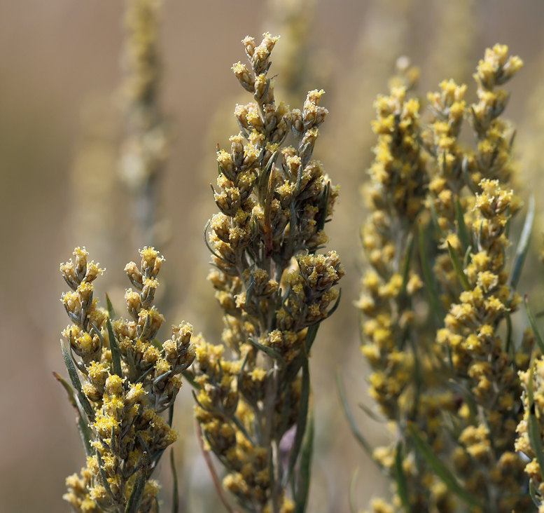 Image of silver sagebrush