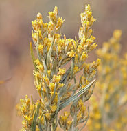 Imagem de Artemisia cana subsp. bolanderi (A. Gray) G. H. Ward