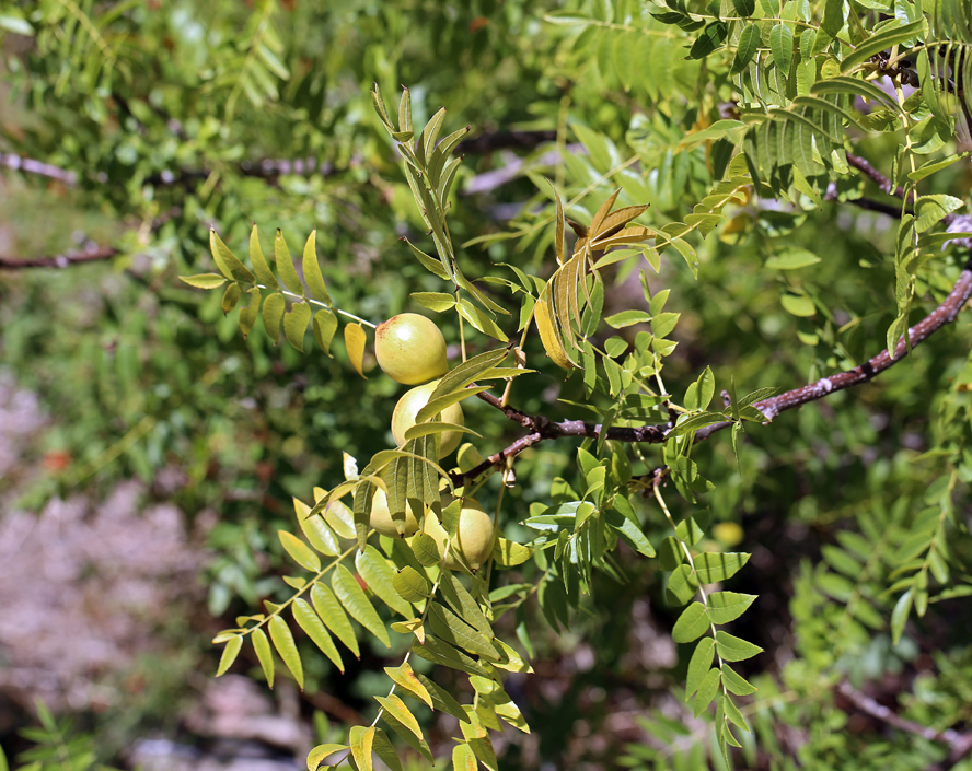 Image of Northern California walnut