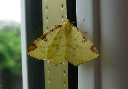 Image of brimstone moth