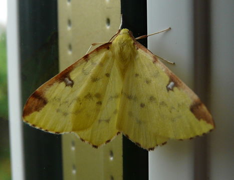 Image of brimstone moth