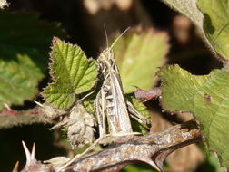 Image of mottled grasshopper