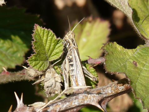 Myrmeleotettix maculatus (Thunberg 1815)的圖片