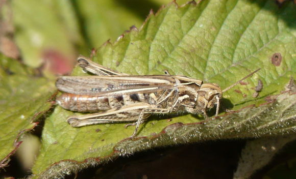 Plancia ëd Myrmeleotettix maculatus (Thunberg 1815)