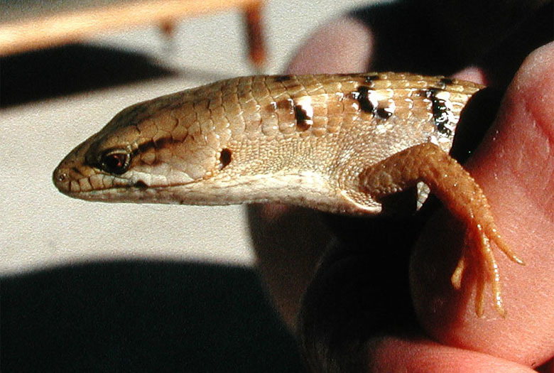 Image of Southern Alligator Lizard