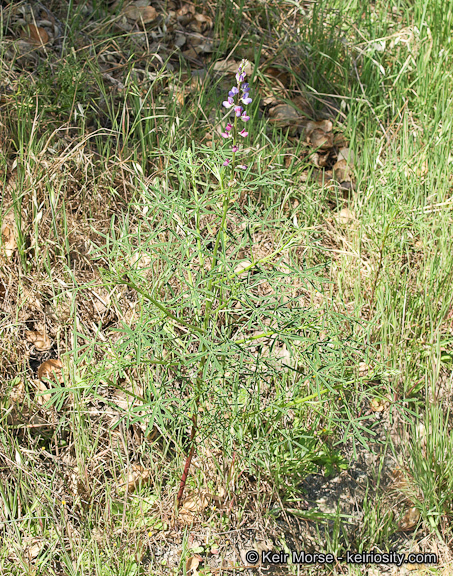 Plancia ëd Lupinus truncatus Hook. & Arn.