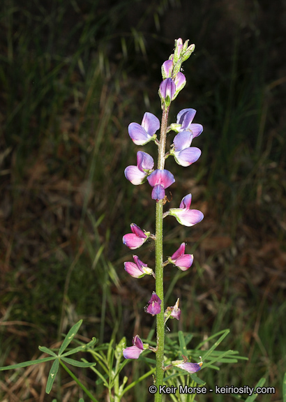 Plancia ëd Lupinus truncatus Hook. & Arn.