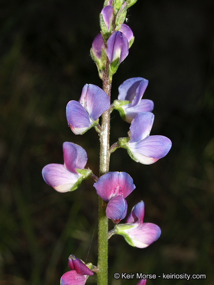 Plancia ëd Lupinus truncatus Hook. & Arn.