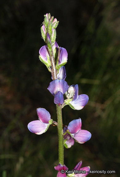 Plancia ëd Lupinus truncatus Hook. & Arn.