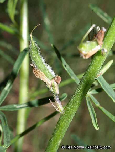 Plancia ëd Lupinus truncatus Hook. & Arn.