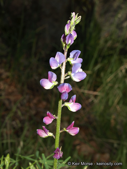 Plancia ëd Lupinus truncatus Hook. & Arn.