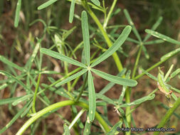 Plancia ëd Lupinus truncatus Hook. & Arn.