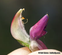 Plancia ëd Lupinus truncatus Hook. & Arn.