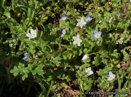 Imagem de Nemophila menziesii var. integrifolia Brand