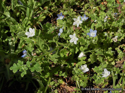 Image of baby blue eyes