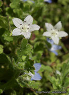 Imagem de Nemophila menziesii var. integrifolia Brand