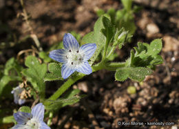 Image de Nemophila menziesii var. integrifolia Brand