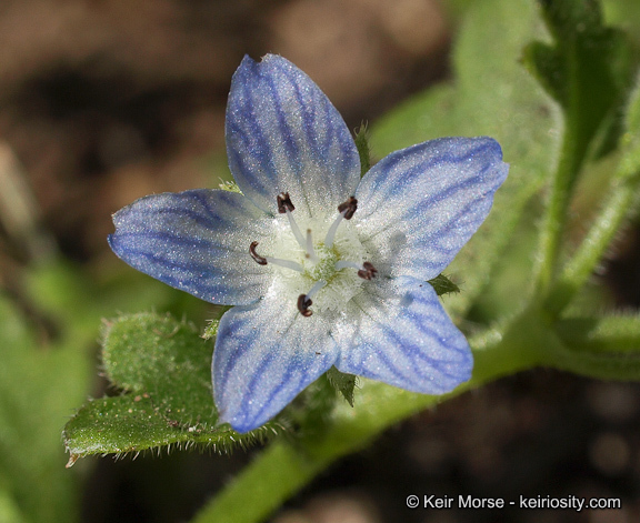 Imagem de Nemophila menziesii var. integrifolia Brand