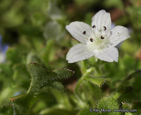 Imagem de Nemophila menziesii var. integrifolia Brand