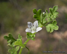 Image de Nemophila menziesii var. integrifolia Brand