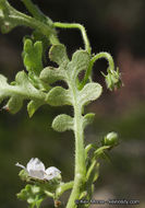 صورة Nemophila menziesii var. integrifolia Brand