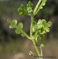 صورة Nemophila menziesii var. integrifolia Brand