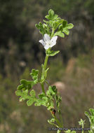 Image de Nemophila menziesii var. integrifolia Brand