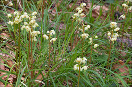 Image of greenflowered wintergreen